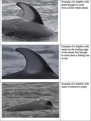 Disentangling Natural and Anthropogenic Forms of Mortality and Serious Injury in a Poorly Studied Pelagic Dolphin